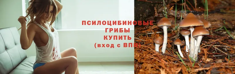 Псилоцибиновые грибы Psilocybe  где продают наркотики  МЕГА   Феодосия 